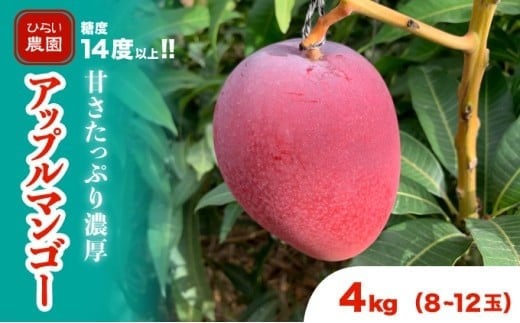 マンゴー 先行予約 沖縄 アップルマンゴー 約4kg 8～12玉 西表島 ひらい農園 2026年 発送 果物 フルーツ デザート 完熟 濃厚 約4kg（8～12玉）