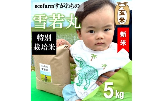 【令和8年産・玄米】ecofarmすがわらの特別栽培米雪若丸5kg ※10月上旬頃から順次配送