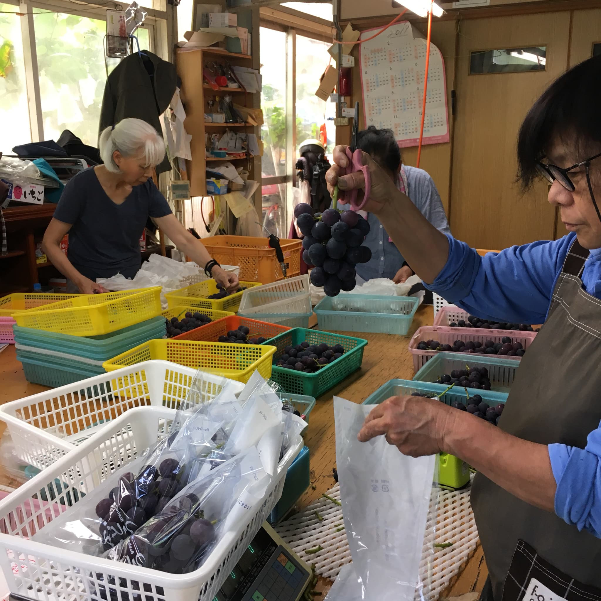 巨峰 きょほう 葡萄 ぶどう 約3kg 7～8房 【8月上旬～8月下旬発送予定】 みのだ観光農園 熊本県 宇城市産