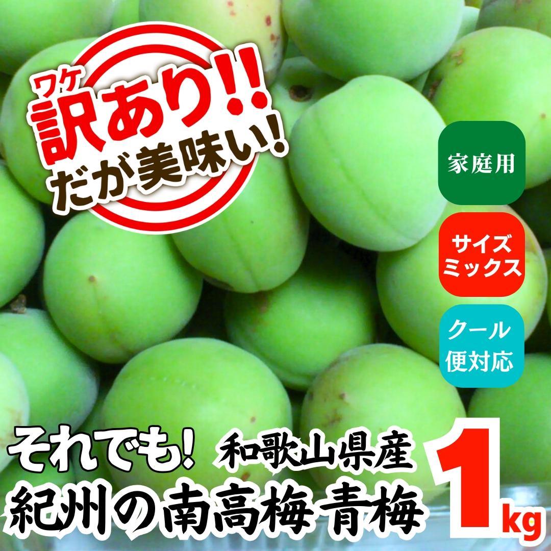 【ふるさと納税】[2025年6月上旬出荷] 青梅 南高梅 約1kg 訳あり サイズミックス 和歌山県産 A品 梅酒作り用 梅ジュース作り用 | 梅干し 梅干 梅酒 梅ジュース 食品 加工食品 人気 おすすめ 送料無料