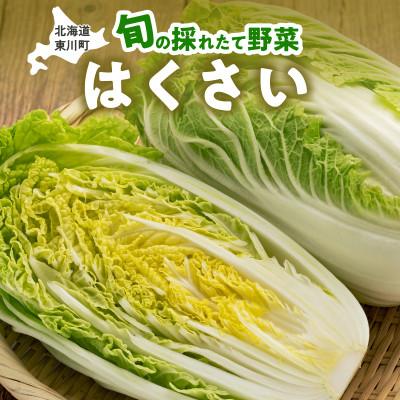 ふるさと納税 東川町 【9月下旬より順次発送】旬の採れたて野菜「はくさい」【0065-011】