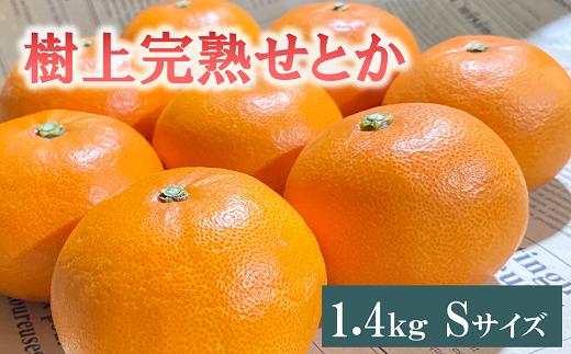 
            せとか 1.4kg 12玉 みかんのおと みかん 愛媛 先行予約 【2025年3月以降発送】 数量限定 愛媛県産 人気 柑橘 伊予市｜B322
          