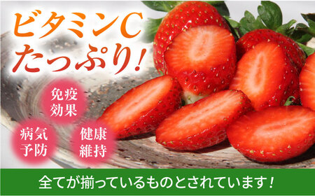 【1月〜3月発送】いちごさん240g×4 HAM087 いちご 果物 フルーツ