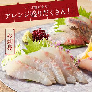 【12ヶ月定期便】大和海商の朝どれ鮮魚直送定期便　2.5kg　N072-ZG025