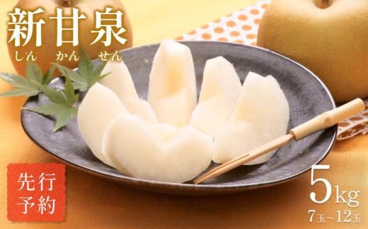 【先行予約】中野農園 梨 ”新甘泉” 5kg箱｜鳥取 岩美 梨 なし ナシ  赤梨 果物 フルーツ【41021】
