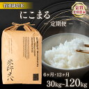 【ふるさと納税】 令和6年産 新米 にこまる 5kg 10kg 定期便 【 容量 】 【 回数 】 6回 12回 (6ヶ月 12ヶ月 30kg 60kg ブランド 米 rice 精米 白米 ご飯 内祝い もちもち 国産 送料無料 滋賀県 竜王 ふるさと納税 )