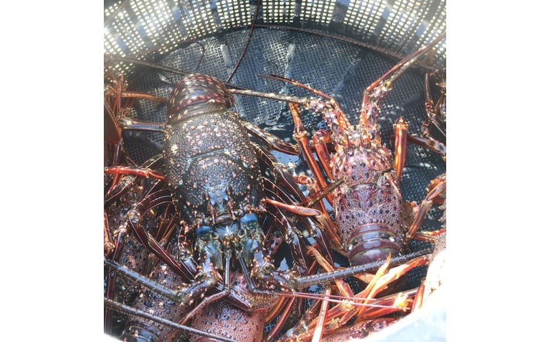 活 伊勢海老 訳あり 1.5kg(5匹＋タビエビ) 冷蔵 – 活き伊勢海老 訳あり 室戸産 国産 エビ えび 海鮮 魚介 産地直送 プリプリ 味噌汁 刺身 焼き物 汁物 室戸海洋深層水 黒潮 高知県 