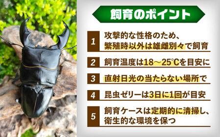 【一部配送不可地域あり】 スマトラオオヒラタクワガタ成虫ペア（オスサイズ70mm〜90mm）飼育セット付き 愛西市 / 艶麗[AEDD003]