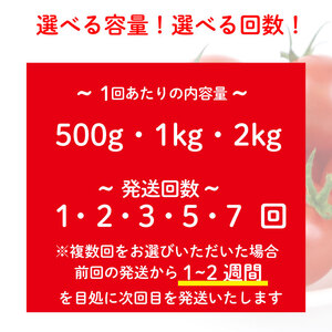 訳あり ミニ トマト フルーツ トマト ラブリーさくら うまたま 予約 受付 1kg × 7回発送 計 7kg 山本農園 ふるなび とまと とまと とまと とまと とまと とまと