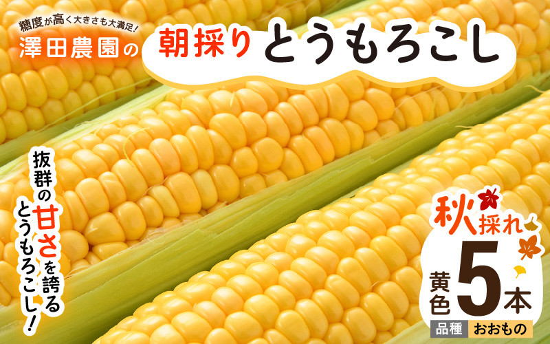 【先行予約】秋とうもろこし 5本 おおもの 黄色 朝採り ／ 期間限定 数量限定 ハウス栽培 産地直送 甘い スイートコーン とうもろこし 野菜 あわら ※2026年10月10日より順次発送 [aw039-a013]