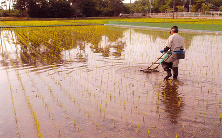 新潟県産コシヒカリ有機米（合鴨農法）5kg【北斗ファーマーズ】
