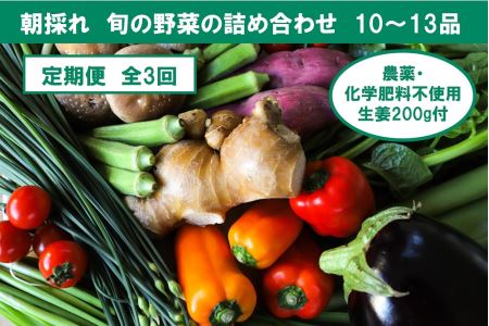 【定期便3回】旬の野菜の詰め合わせと栽培期間中農薬不使用の生姜200g付き 詰め合わせ 野菜セット 野菜 ギフト やさいセット お取り寄せグルメ 家庭用 旬野菜 新鮮 特産 農薬不要 食材