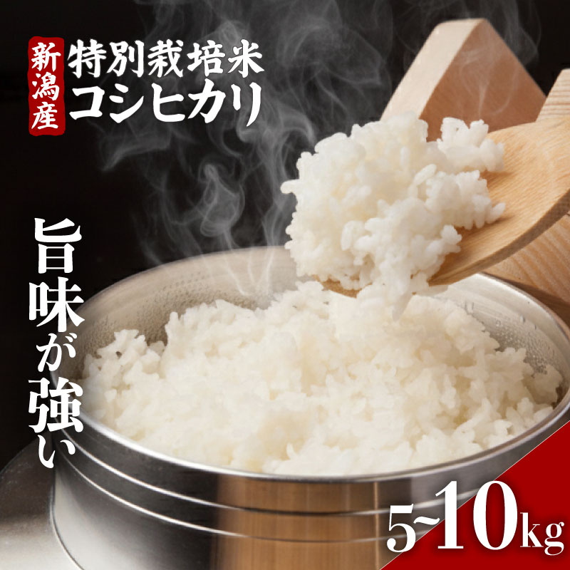 【ふるさと納税】 特別栽培米コシヒカリ 選べる 5kg 10kg 令和7年産 特栽米 コシヒカリ 精米 白米 ご飯 おにぎり 弁当 新潟県産コシヒカリ 新発田産 新潟コシヒカリ 米 お米 こめ 特別栽培米 減減 新米 豊浦ニューカントリー 新潟県 新発田市 tnc001P