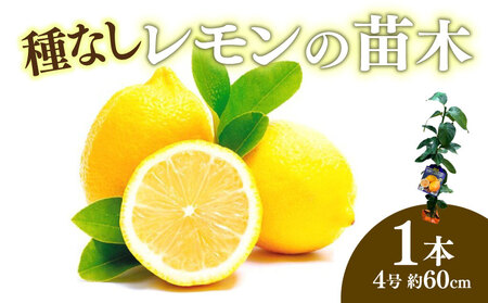 苗木 種なし レモン シードレス あや 苗 植物 家庭菜園 栽培 果物 ガーデン ガーデニング 庭 贈答 プレゼント ギフト オンライン決済限定