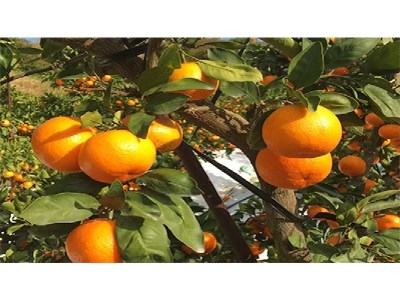 【ふるさと納税】【先行予約】【配送不可地域：北海道・沖縄県・離島】みかん 曽保みかん 光センサー選別 約3kg×2箱 L～Sサイズ フルーツ 果物 果実 柑橘 デザート スイーツ 甘い 糖度 果汁 常