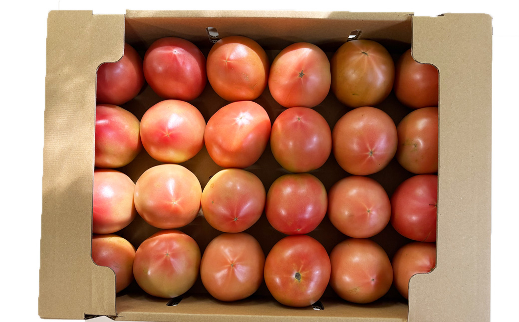 先行予約（2026年7月上旬頃から順次発送）大黒屋農園 甘塾トマト 麗月 Ｌサイズ 4kg レイゲツ とまと 下呂市 期間限定【大黒屋農園】【119-4】 トマト Ｌサイズ 4kg