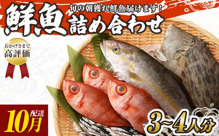 旬の朝獲れ鮮魚詰め合わせ 2025年10月配送【以布利定置網　漁師直送】朝獲れ 旬 鮮魚 魚介 海鮮 魚 さかな せんぎょ 鮮魚セット 詰め合わせ おまかせ お任せ【S00818-10】