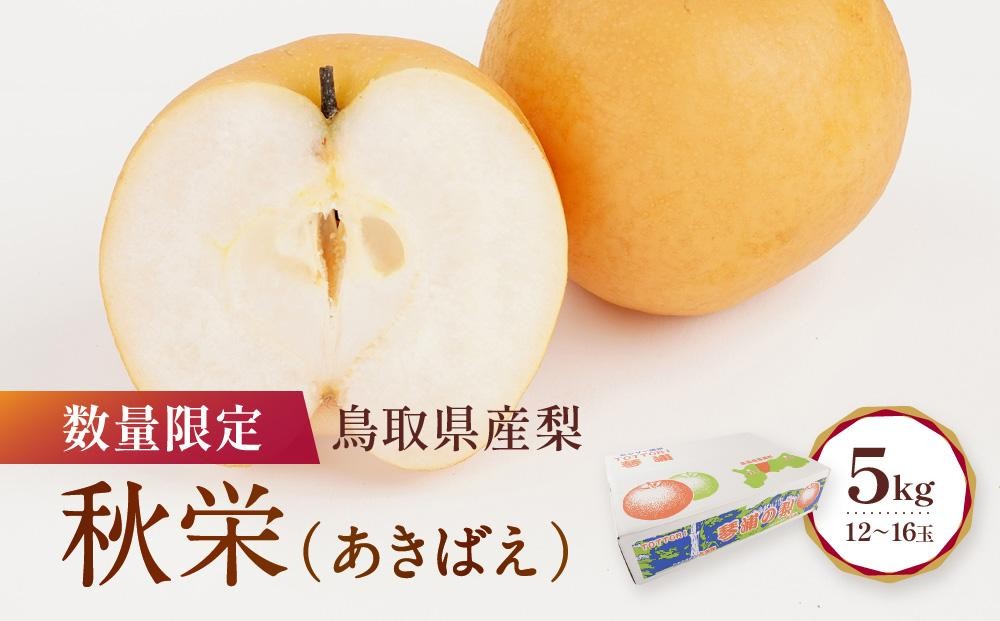 
                  数量限定 鳥取県産梨 秋栄（あきばえ） 5kg（12～16玉） 国産 国産梨 国産秋栄 秋栄 鳥取県産梨 鳥取県産秋栄 梨5kg 秋栄5kg 新鮮 旬 フルーツ 果物 くだもの 人気 おすすめ 鳥取 琴浦町 送料無料
                