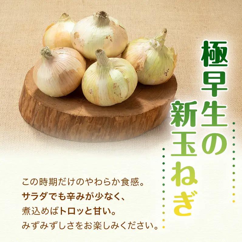 新玉ねぎ 極早生 3kg うしろ農園 甘い 新玉ねぎ