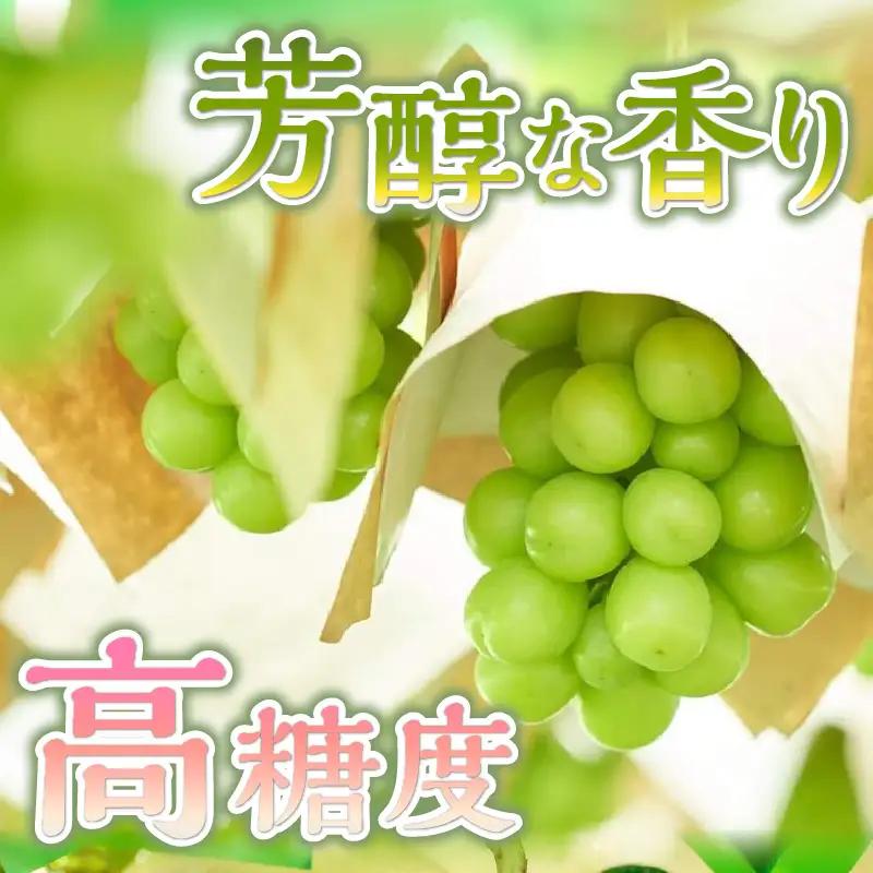 山梨県産シャインマスカット 2kg（3～5房）【化学肥料、除草剤不使用】ぶどう 葡萄 フルーツ 果物 農園直送