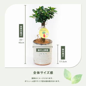 【観葉植物】前園植物園 と 指宿 の 陶芸家 コラボ パンダガジュマル 35cm～45cm  陶器鉢 カバー入り 前園植物園 IB002-008 観葉植物 観葉植物 ※北海道・沖縄・離島配送不可