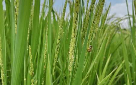 米ぬかパウダー【株式会社 夢アグリ】[ZCL011]