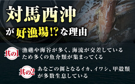対馬産 天然あなごの開き500g×2[WCO002] 穴子 アナゴ 新鮮 あなご