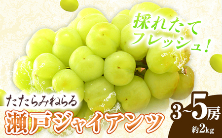 たたらみねらる 瀬戸ジャイアンツ約2kg　ぶどう