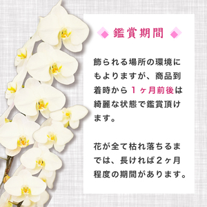 【 胡蝶蘭 】 胡蝶蘭3本 紅白