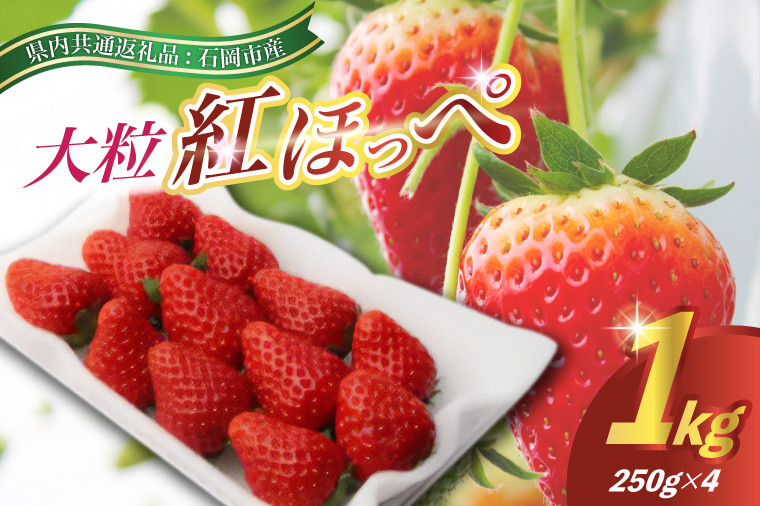 
            2025年12月より順次発送　紅ほっぺ大粒250g(8～12粒)×4pc(県内共通返礼品:石岡市産) (BR031)
          