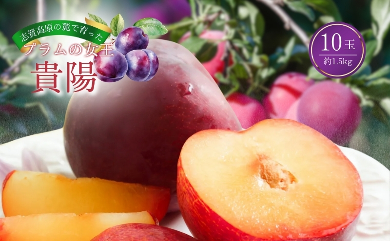 志賀高原の麓で育った プラム 貴陽大玉10玉約1.5kg  プラム すもも フルーツ 果物 長野