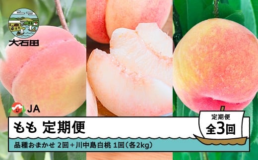 【先行予約】もも 桃 3回 定期便 品種おまかせ 川中島 2026年産 令和8年産 果物 フルーツ 山形県産 ja-tkmox