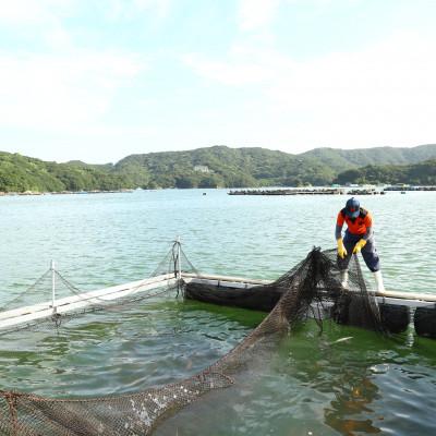 ふるさと納税 南伊勢町 驚く甘さ!ジューシーなブランド真鯛【3枚おろし・皮なし】あなたに逢い鯛。 |  | 02