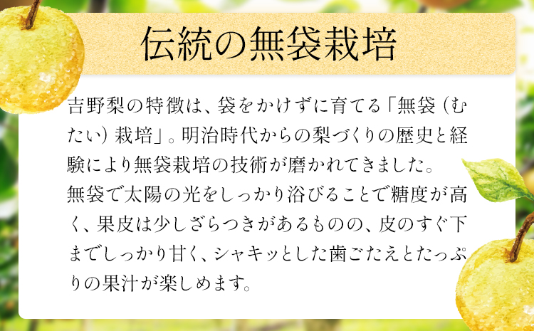 熊本県氷川町産 吉野梨 品種おまかせ 約4kg (2～16玉前後) 《8月上旬-9月末頃出荷予定》---hkw_cysnns_af8_25_10500_4kg---