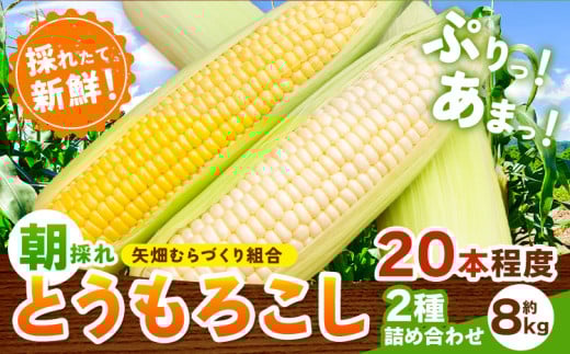 とうもろこし 恵味 白いとうもろこし 約8kg 20本入り朝採れ クール便 野木町産 矢畑むらづくり組合 《6月下旬-7月下旬頃出荷》栃木県 野木町 トウモロコシ 野菜