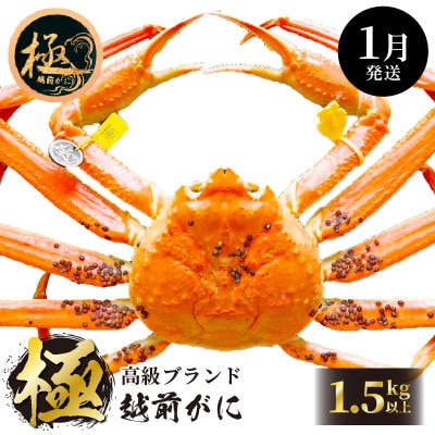 ≪浜茹で≫ 越前がに 極 × 1杯【1月発送分】【配送不可地域：離島・北海道・沖縄】【1372646】
