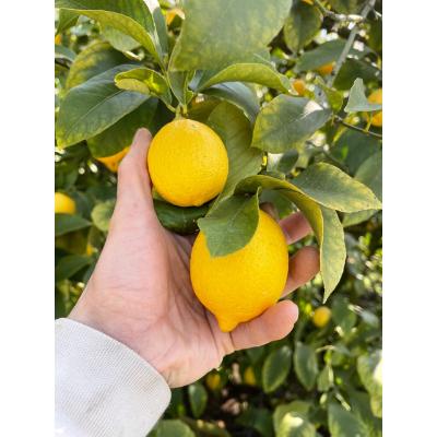 ふるさと納税 観音寺市 【2027年度】みどり認定　ハウス栽培イエローレモン　フリーサイズ(S〜L)　約2.3kg |  | 02