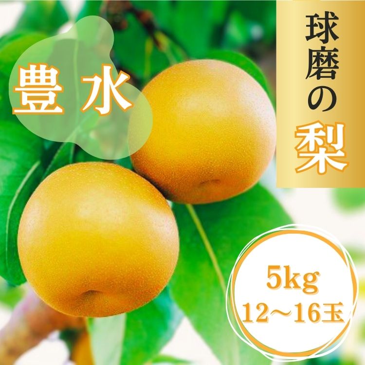 【ふるさと納税】熊本県JAくま産 球磨の梨　豊水 5kg(12玉～16玉)　 お届け時期：2025年8月中旬〜8月下旬