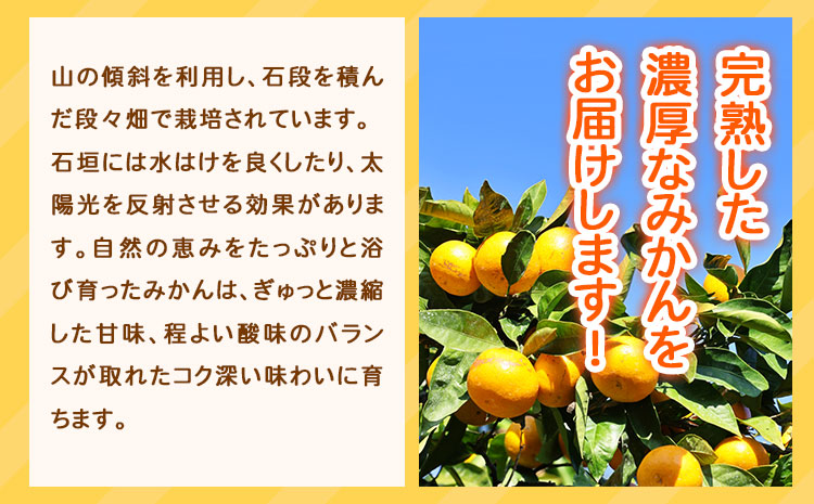 ＜先行予約＞赤秀品　紀州有田産 濃厚完熟温州みかん 3kg(MサイズまたはSサイズ) 株式会社魚鶴商店《2025年11月下旬-2026年2月上旬頃出荷》和歌山県 日高町 みかん ミカン 蜜柑 フルーツ