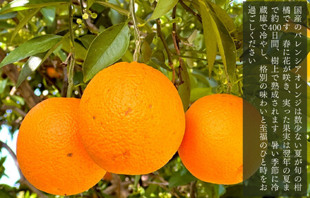 バレンシアオレンジ 国産 玉ぞろい 秀品 箱込 5kg (内容量 4.4kg ) 2L L M サイズのいずれか 和歌山県産 産地直送【みかんの会】