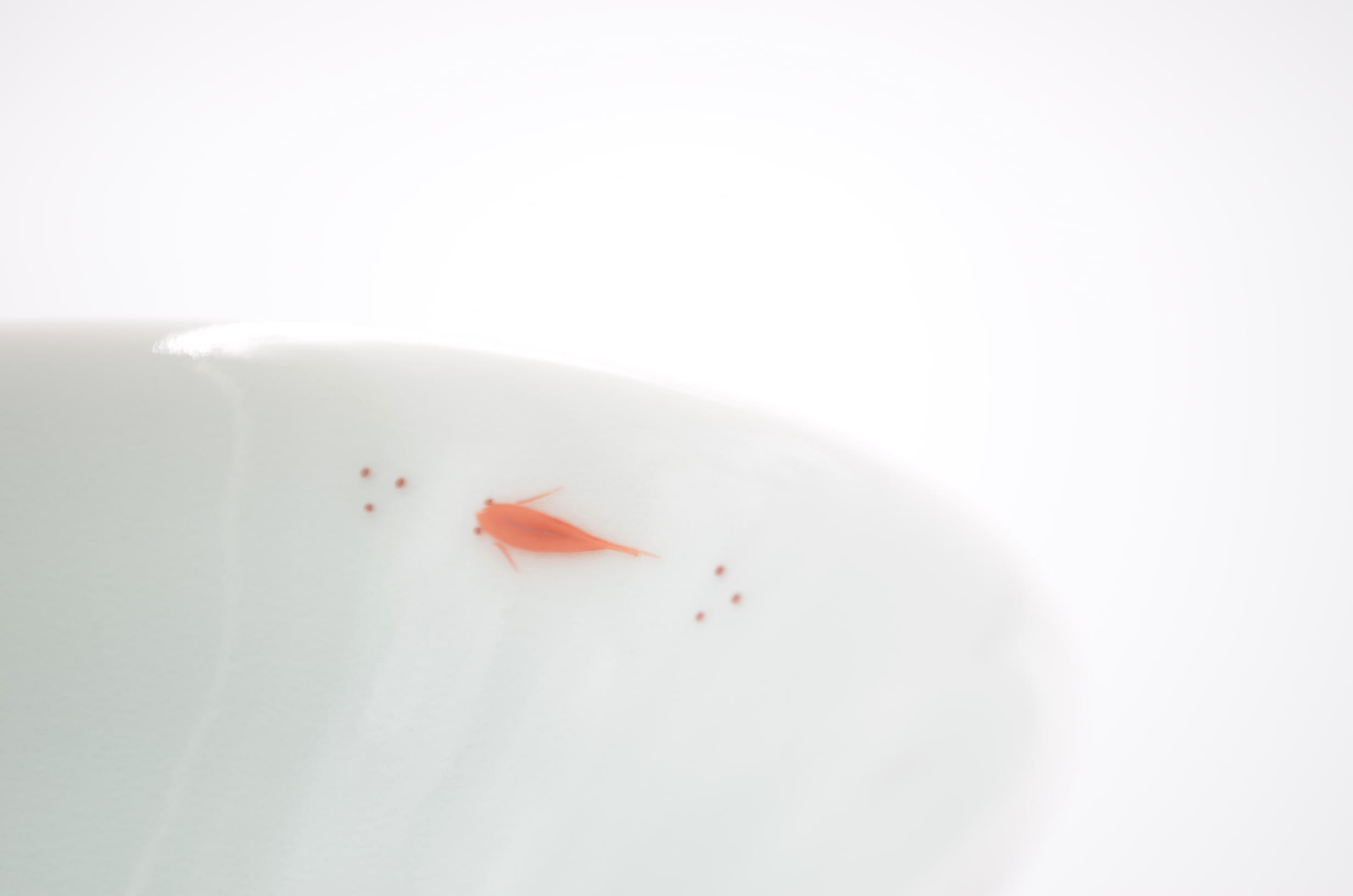 青白磁メダカ平茶碗・箸置きセット　023-H1220