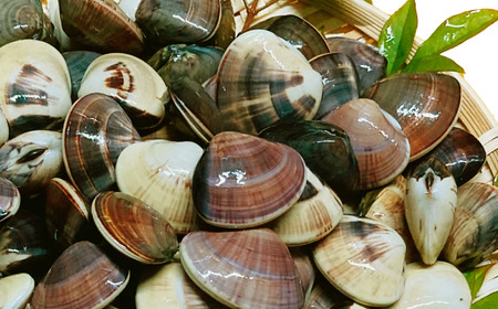 活はまぐり約1.5kg (ゼンナ)_蛤 ハマグリ 海鮮 貝 出汁 だし