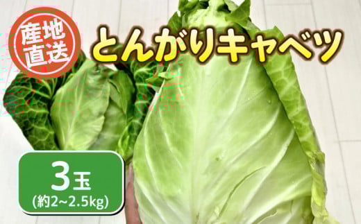 キャベツ 3玉セット 栽培期間中農薬不使用 無農薬 とんがりキャベツ 期間限定 下関市 山口