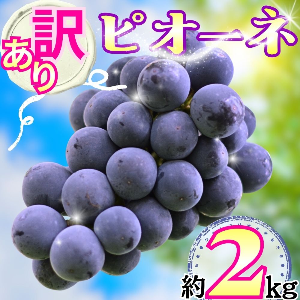 【ふるさと納税】訳あり ピオーネ 約 2kg ご家庭用 ぶどう 【2026年9月中旬頃～順次発送】 農家直送 山形県 朝日町産 山形産 家庭用 自宅用 不揃い 規格外 ブドウ 葡萄 グレープ 果物 フルーツ 秋 送料無料