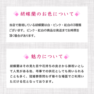 【 胡蝶蘭 】 胡蝶蘭3本 紅白