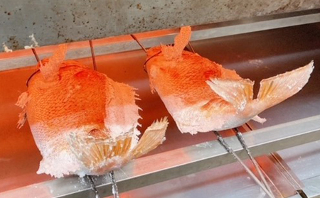 明石活鯛姿焼 700～850g 魚貝類 明石活鯛姿焼
