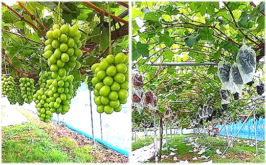 【令和8年産先行予約】 大粒ぶどう3色おまかせ詰合せセット (3～4房) 《令和8年9月中旬～発送》 『安久津農園』 山形県 南陽市 [818]