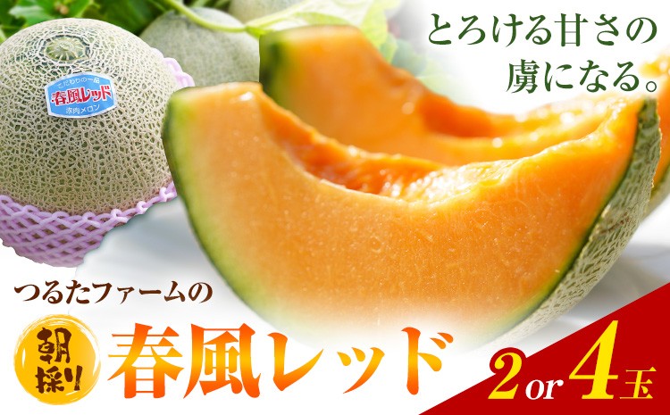 
                  つるたファームの 朝採り 春風レッド メロン 1.2kg前後 2玉 または 4玉 株式会社七城の恵み《4月下旬-5月上旬に出荷予定》熊本県 菊池市 メロン つるたファーム
                