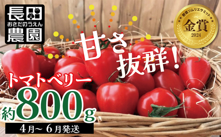 【2026年度予約分】【お試し】幻のミニトマト トマトベリー約800g 長田農園 野菜ソムリエサミット 金賞 受賞 産地直送 トマト とまと 野菜 やさい フルーツ サラダ 濃厚 甘い ご褒美 プレゼント 美容 健康 リピート多数 人気 高評価 先行受付 数量限定 碧南市 H004-114