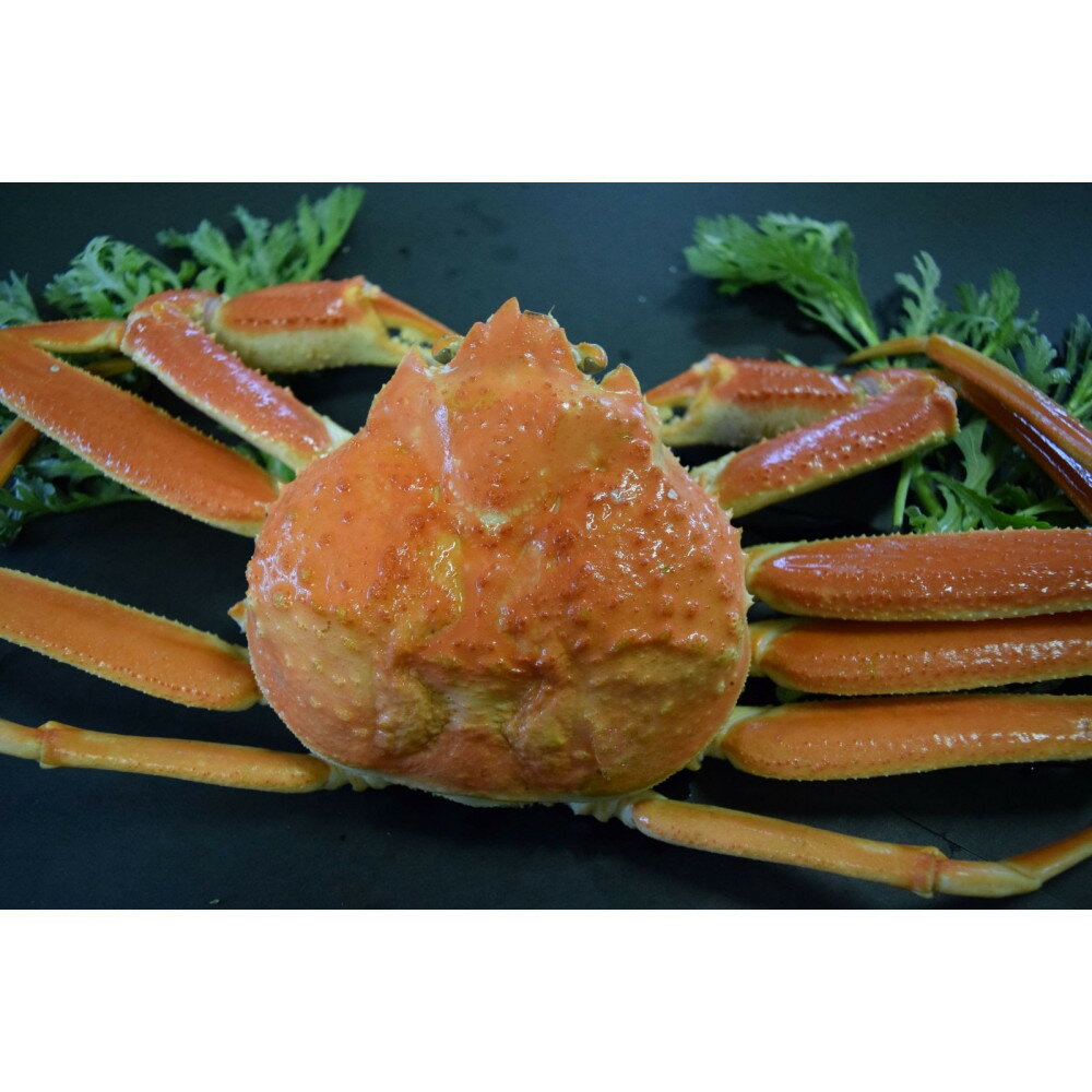 【ふるさと納税】＜選べる＞＜訳あり＞＜1月中旬～2月下旬配送予定＞茹で松葉がに 足欠(約500g前後・1尾)